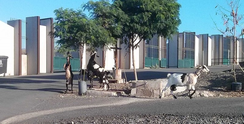 Las cabras santas del Lomo