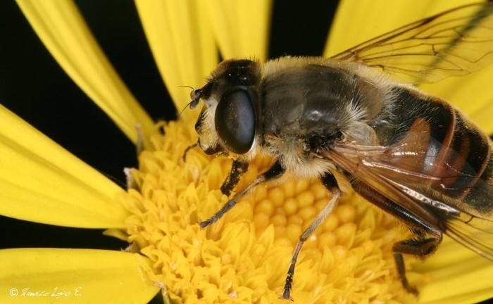 El Gobierno abona 540.000 �  a los productores de miel 