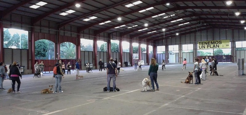 M�s de 200 personas interesadas en el curso de adiestramiento y tenencia responsable de perros