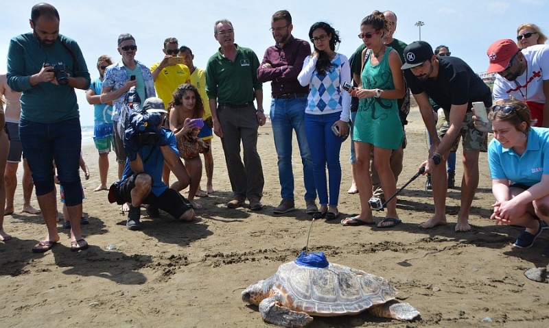Maspalomas acoge la suelta marina de una tortuga famosa en Gran Breta�a