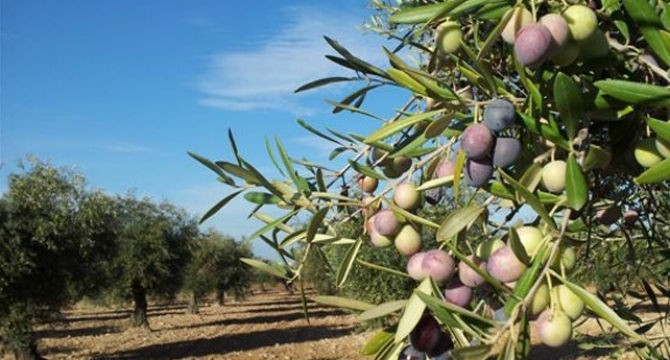 Ag�imes pone en marcha el Programa de Formaci�n Agricultura 2016