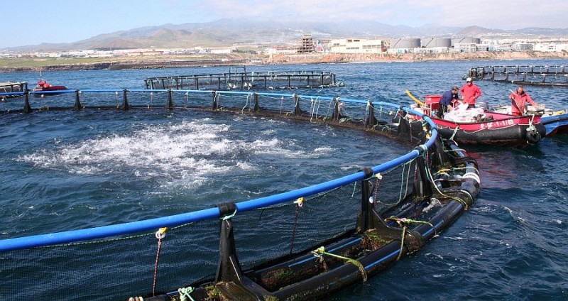 El Cabildo respalda al sector acu�cola de Gran Canaria