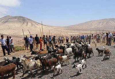 Bruselas orden� desvincular las apa�adas por su alta peligrosidad