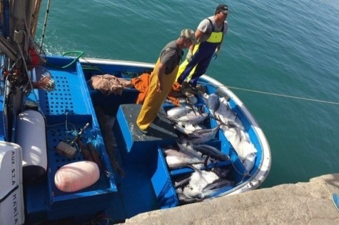 La flota de Mog�n captura 81 atunes rojos en la campa�a de 2016