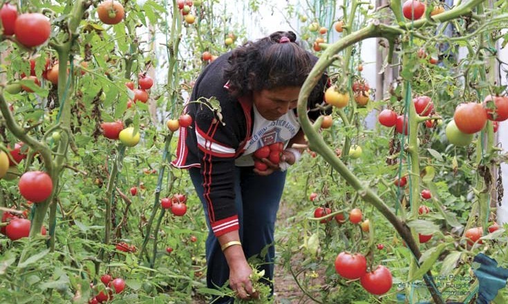 El Tablero busca un cartel  para su 19� Feria de la Zafra