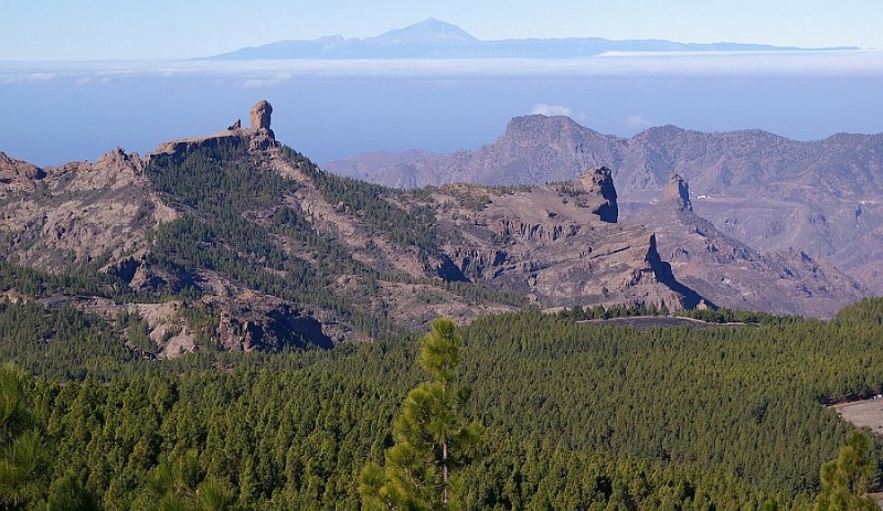 El c�ntimo verde generar� 30.000 hect�reas de bosques en 15 a�os
