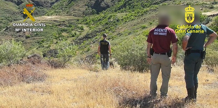 La Guardia Civil y el Cabildo investigan el uso de cebos envenenados en la Operaci�n Antitox V