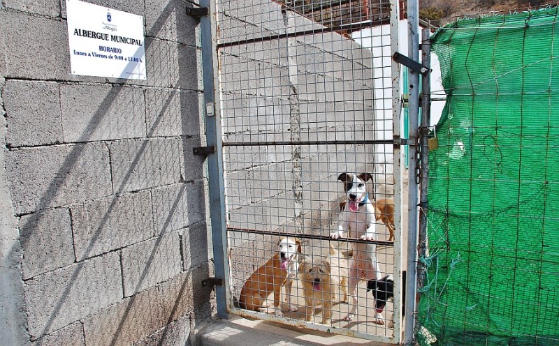 Mog�n consigue altos n�meros de adopciones de la perrera municipal