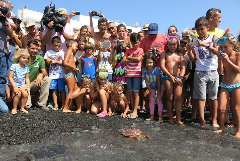 Las IV Jornadas de Pozo devuelven al mar una tortuga boba