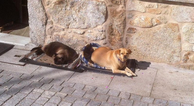 Tirajana licita el servicio  de recogida de animales