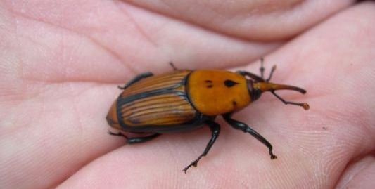 Canarias, primer territorio del mundo en erradicar el picudo rojo de la palmera