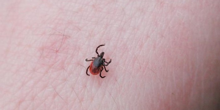 Sanidad informa de medidas preventivas ante la aparici�n de casos de fiebre hemorr�gica Crimea Congo