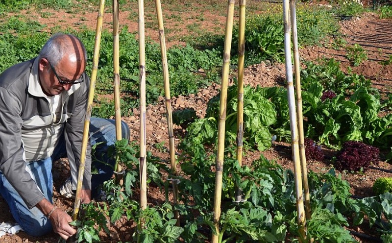 Ag�imes entrega 19 huertos comunitarios 