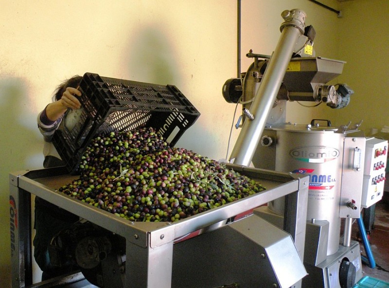 La Almazara Ag�imes comienza la campa�a de la aceituna