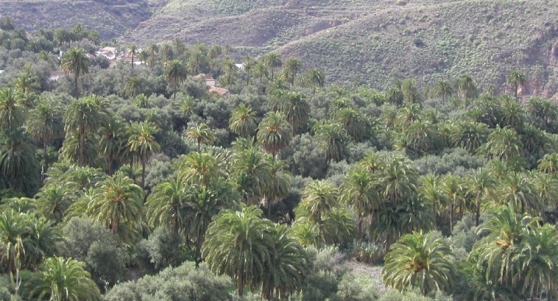 Jornadas de Medioambiente sobre la palmera canaria en el sureste