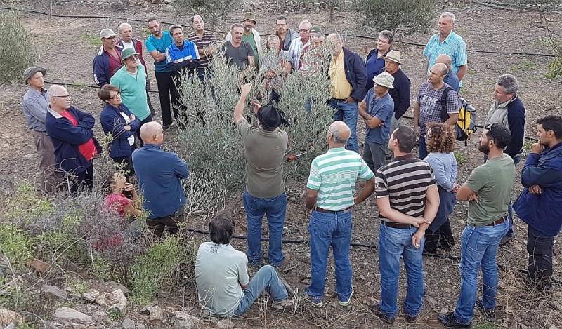 Tirajana forma a 30 agricultores en la poda olivos
