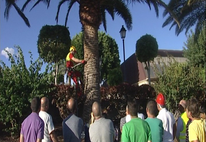 Ag�imes realiza un taller de poda palmeras