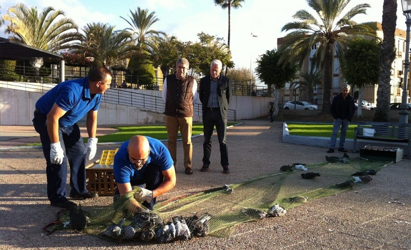 Maspalomas inician una campa�a sanitaria para controlar las plagas de palomas 