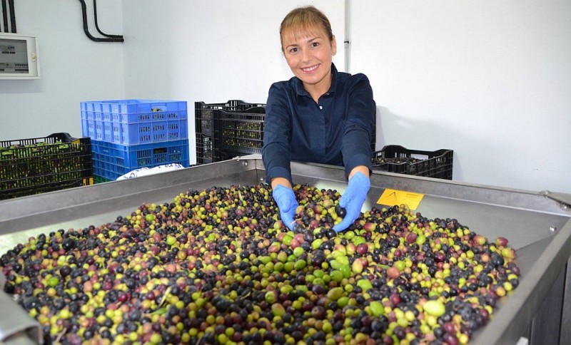 Ag�imes finaliza la campa�a de elaboraci�n de aceite