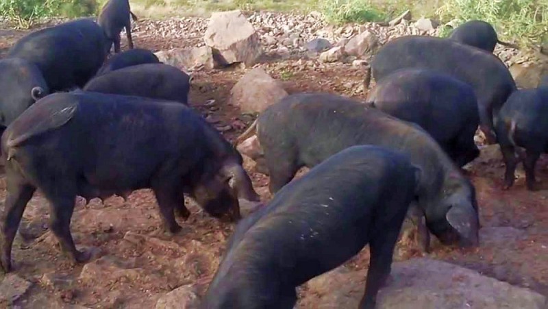 El cochino negro canario un productor gourmet 