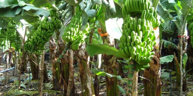 Europa aprueba un mecanismo de protecci�n para el pl�tano europeo