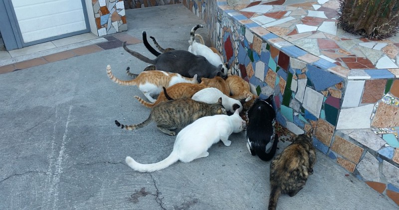 Maspalomas identificar� y regular� las colonias de gatos