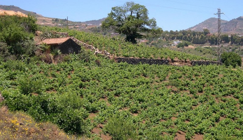 El Cabildo estudia un sistema para convertir el agua generada por los hogares en agr�cola 