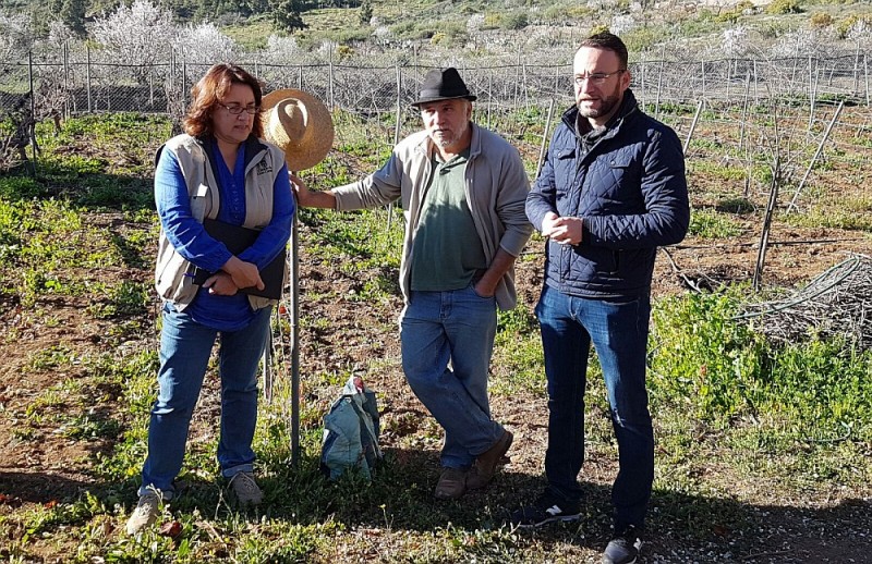 Tirajana forman en poda de vi�edos a veinticinco personas