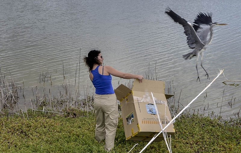 La garza real rescatada en Gu�a vuela libre en la Reserva de Las Dunas de Maspalomas 