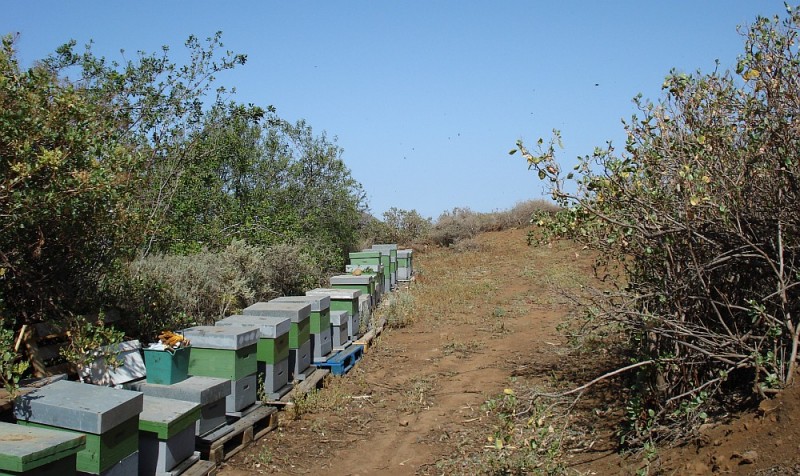 M�s del 70 % de las abejas de Gran Canaria son del tipo negra 