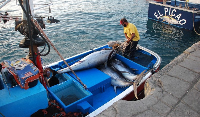 Marineros de Mog�n capturan los primeros ejemplares de at�n rojo 