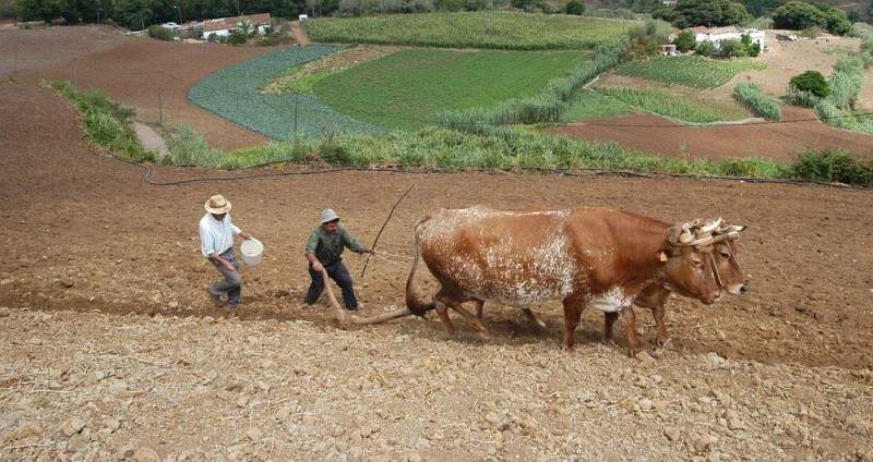 El Cabildo ofrece un curso de agricultura ecol�gica y ganader�a productiva
