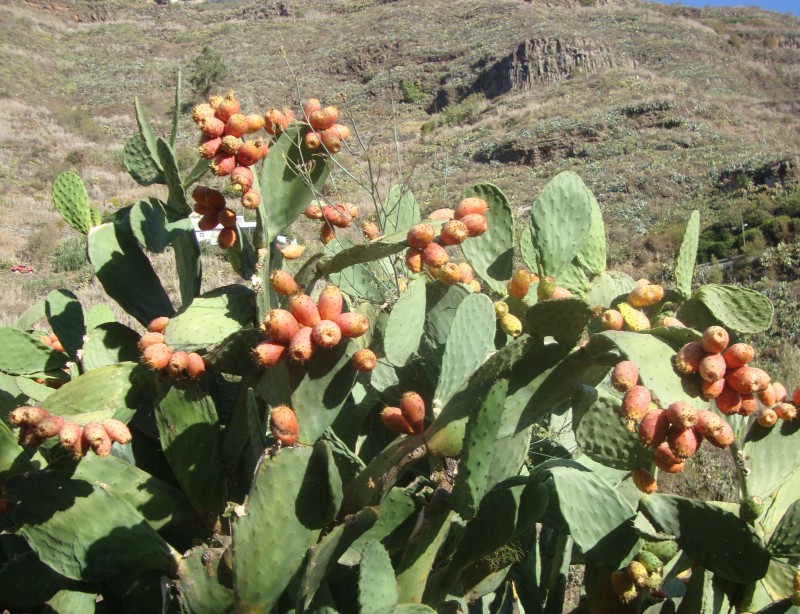 El Gobierno estudia el uso del zumo de tunera como fuente de sustancias terap�uticas