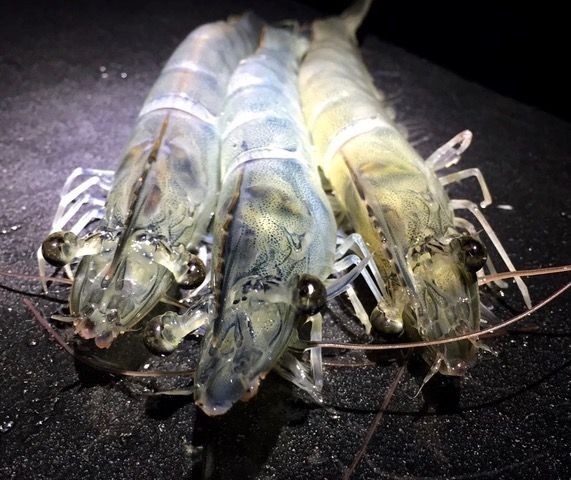 El langostino real, entre las estrellas de �Gran Canaria Me Gusta�