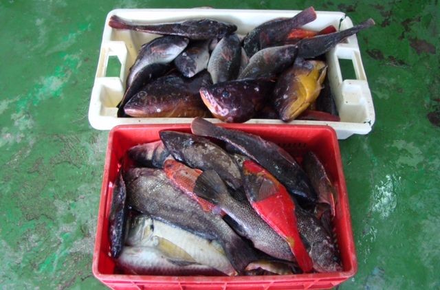Incautan 83 kilos de pescado y 900 pepinos de mar de pesca ilegal en Gran Canaria