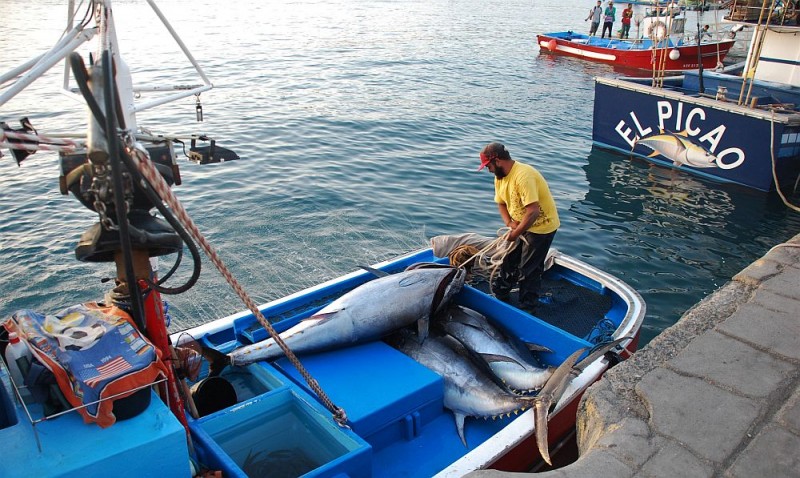 Mog�n cierra la campa�a del at�n rojo con m�s de 26.000 kilos capturados 