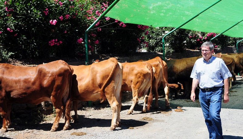 Los ganaderos de Tirajana estudian c�mo mejorar sus caba�as ovina y caprina
