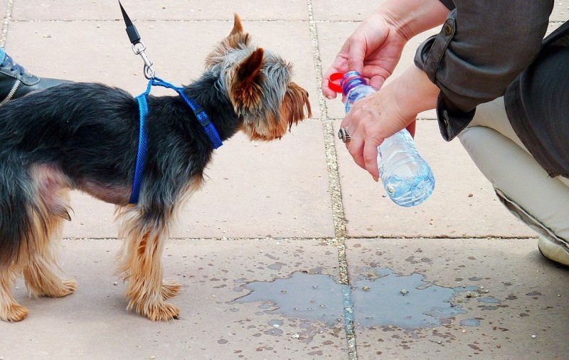 Consejos para el cuidado de los perros en verano