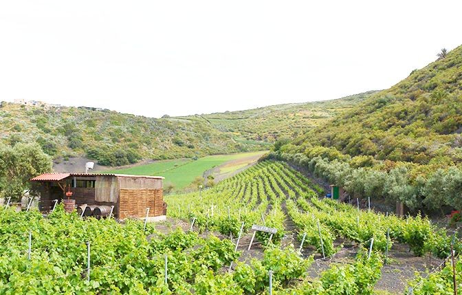 Los vinos de Gran Canaria entran en el ranquin de los mejores de Espa�a