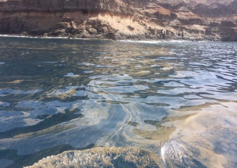 Mog�n advierte de la presencia de microalgas en su litoral