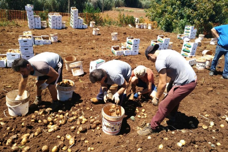 Gran Canaria  elige la mejor variedad de papa para arrugar, sancochar y fre�r