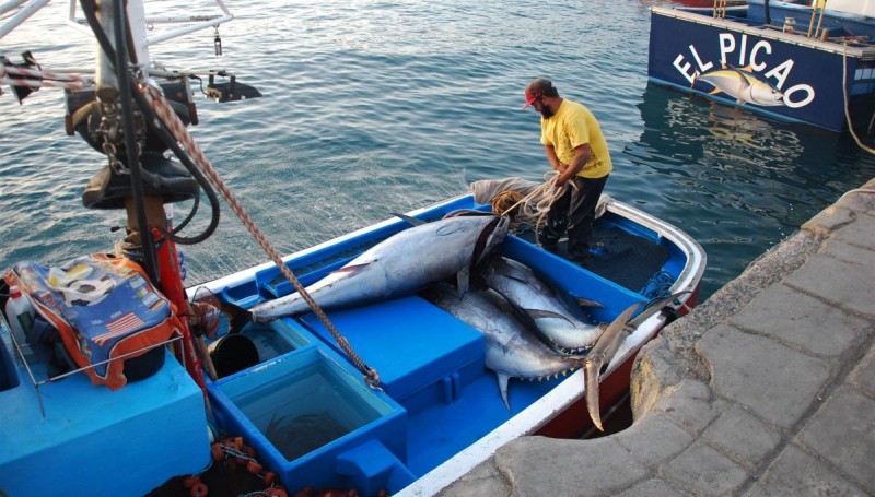 El Gobierno concede 495.000 euros a cofrad�as de pescadores para gastos corrientes 