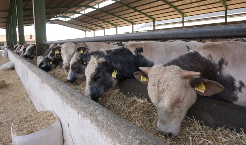 El Gobierno saca a informaci�n p�blica la legalizaci�n de otras 28 explotaciones ganaderas 