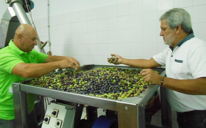 La almazara de Santa Luc�a muele los primeros 1.500 kilos de aceitunas