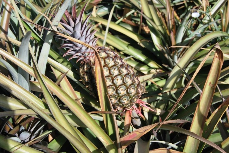 Mog�n dar� una charla formativa sobre el cultivo de la pi�a tropical