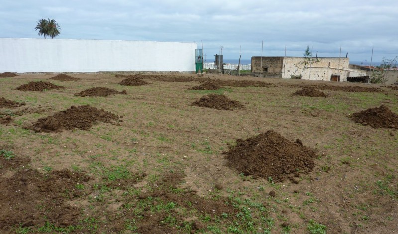 El Cabildo destina 100.000 euros a recuperar tierras en desuso para la actividad agr�cola 