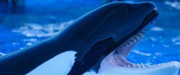 Todas las orcas del Loro Parque tienen los dientes da�ados