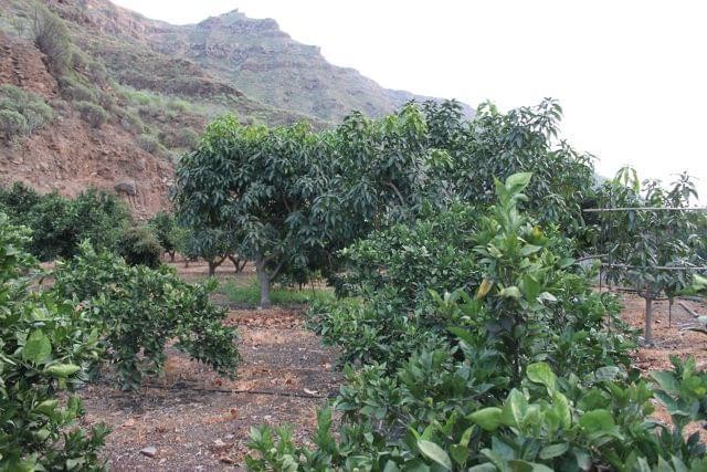 Mog�n informa y asesora a los agricultores del municipio sobre subvenciones del Cabildo