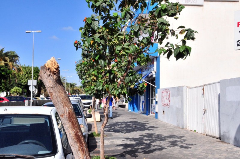 San Bartolom� de Tirajana denuncia robos y da�os en la jardiner�a p�blica 