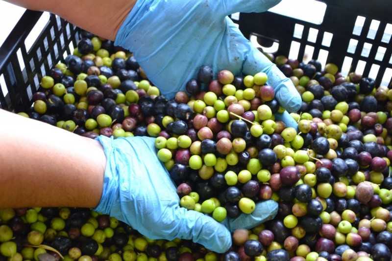 La Almazara �Caser�o de Temisas� en Ag�imes, finaliza la campa�a 